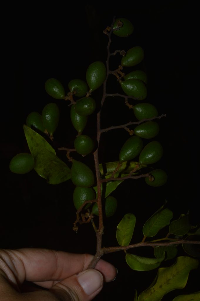DSC_1596