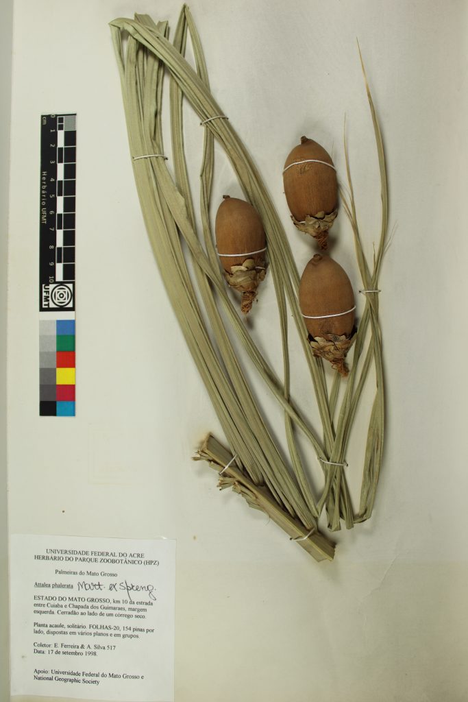 UFMT_18539