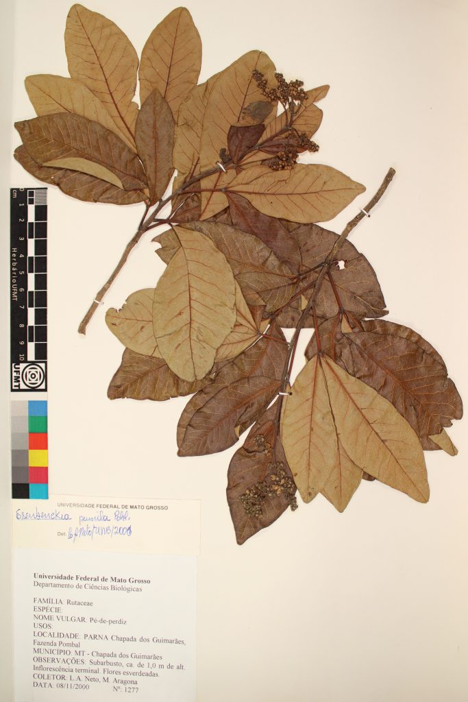 UFMT_23951