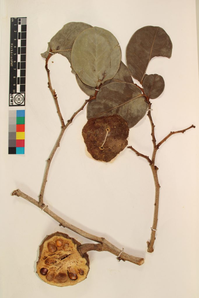 UFMT_24205A