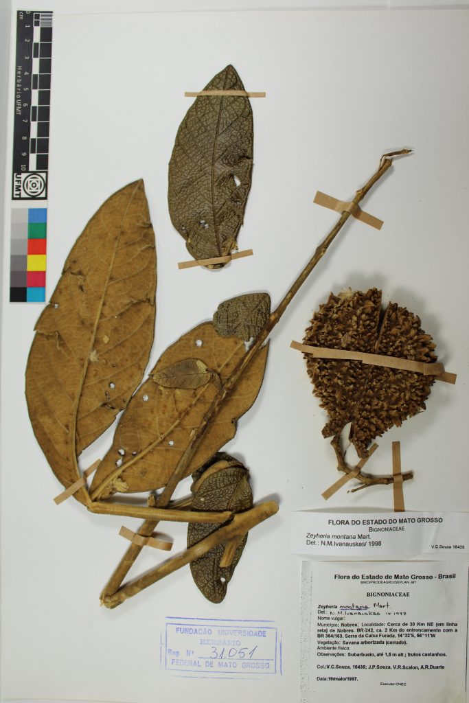 UFMT_31051