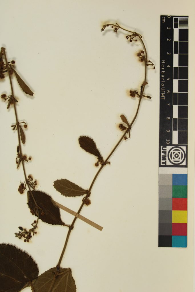 UFMT_31987B