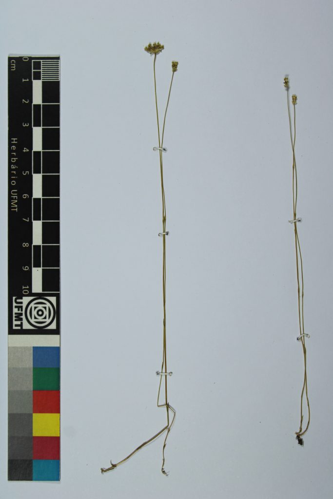 UFMT_45143B